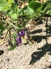 Solanum dulcamara