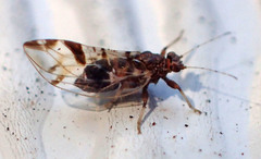 Bactericera maculipennis