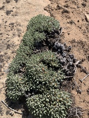 Halogeton glomeratus