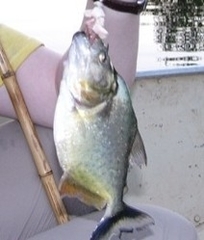 Serrasalmus marginatus