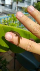 Sphaerodactylus grandisquamis