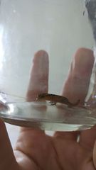 Sphaerodactylus grandisquamis