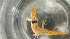 Sphaerodactylus grandisquamis