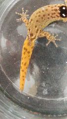 Sphaerodactylus grandisquamis