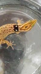 Sphaerodactylus grandisquamis