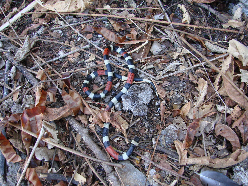 Balsas Coral Snake