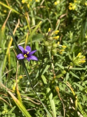 Sisyrinchium idahoense
