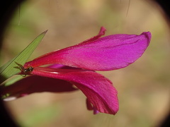 Gladiolus illyricus
