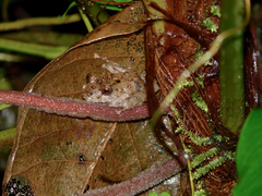 Pristimantis crenunguis