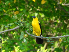 Gymnomystax mexicanus