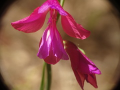 Gladiolus illyricus