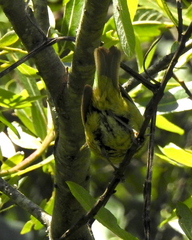 Leiothlypis celata lutescens