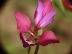 Gladiolus illyricus