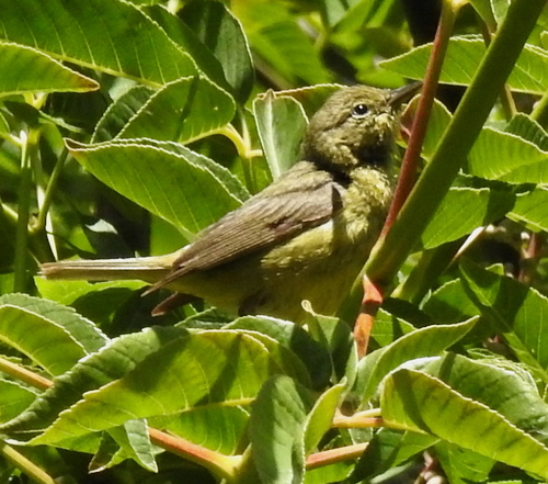 Orange-crowned Warbler (Leiothlypis celata), photo 5