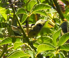Leiothlypis celata lutescens