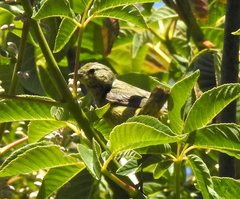Leiothlypis celata lutescens