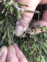 Chrysolina americana