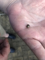 Chrysolina americana