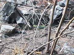 Timon lepidus ibericus