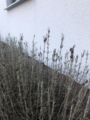 Chrysolina americana