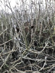 Chrysolina americana