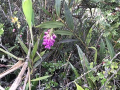 Elleanthus maculatus