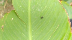 Camponotus mus