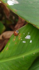 Harmonia axyridis