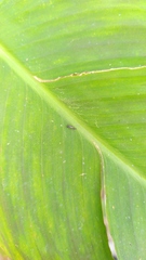 Pterygota
