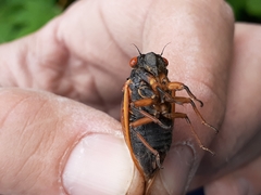 Magicicada cassinii