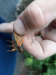 Magicicada cassinii