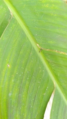 Pterygota