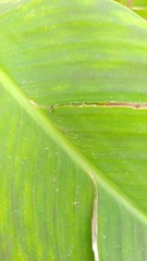 Pterygota