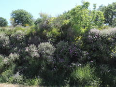 Cistus creticus eriocephalus