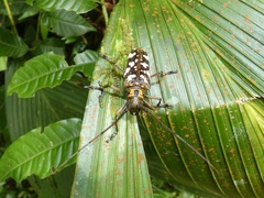 Image of Hammatoderus emanon