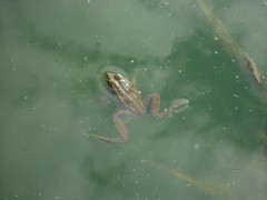 Pelophylax perezi