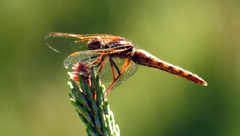Sympetrum illotum