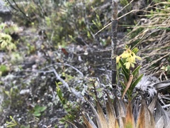 Epidendrum zipaquiranum