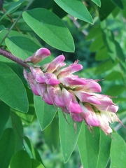 Robinia viscosa