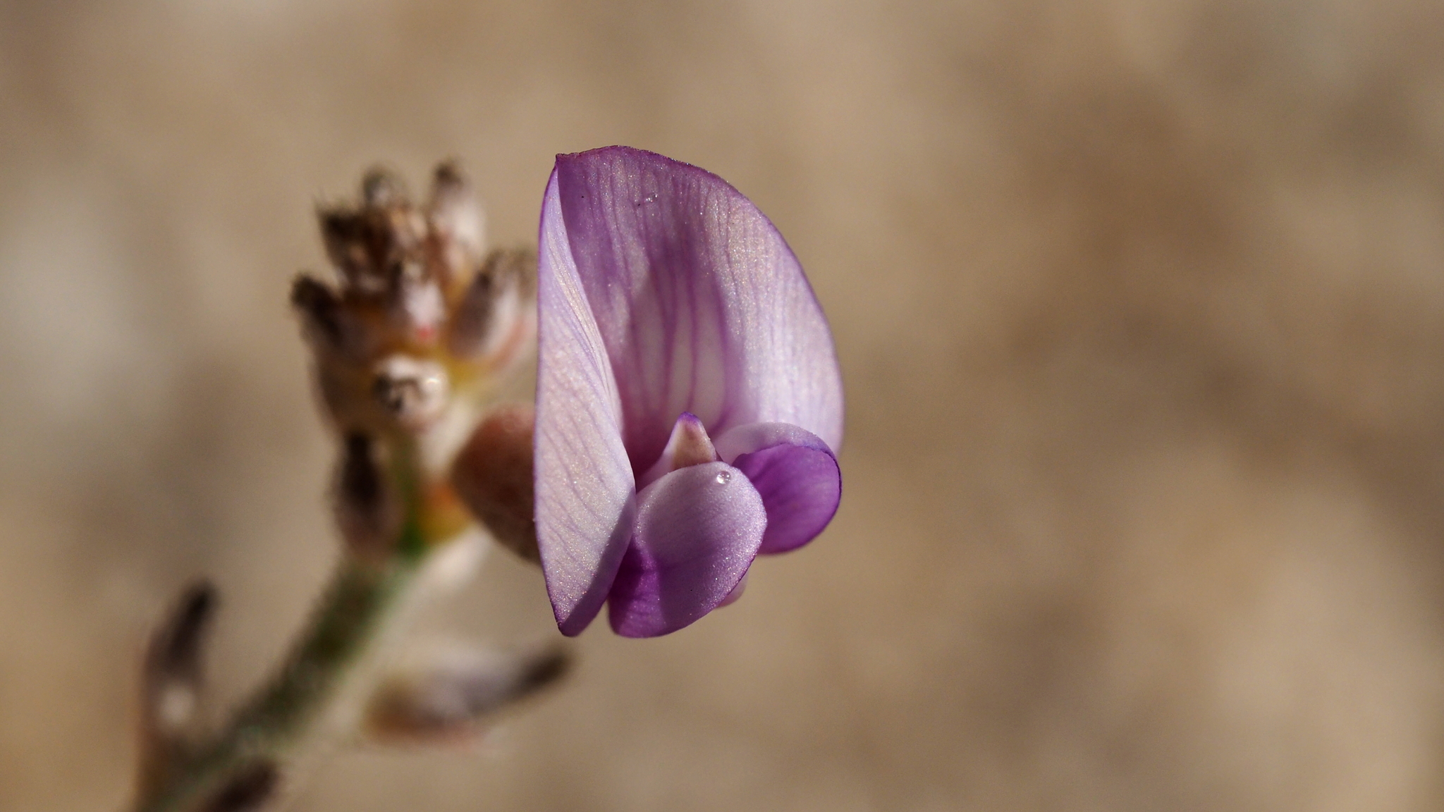 Astragalus nuttallianus var. imperfectus