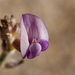 Astragalus nuttallianus imperfectus - Photo (c) Fred Melgert / Carla Hoegen, osa oikeuksista pidätetään (CC BY-NC), lähettänyt Fred Melgert / Carla Hoegen