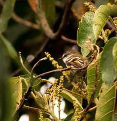 Mecocerculus