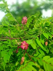 Robinia viscosa