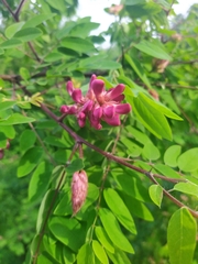 Robinia viscosa