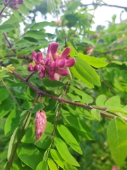 Robinia viscosa