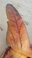 Pontoporia blainvillei
