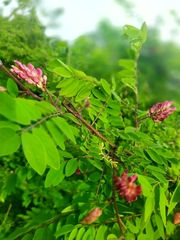 Robinia viscosa
