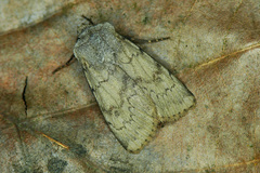 Agrotis cinerea