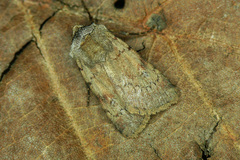 Agrotis cinerea