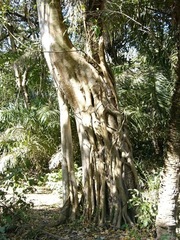 Ficus dendrocida